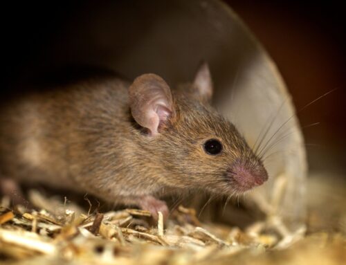 Hantavirus