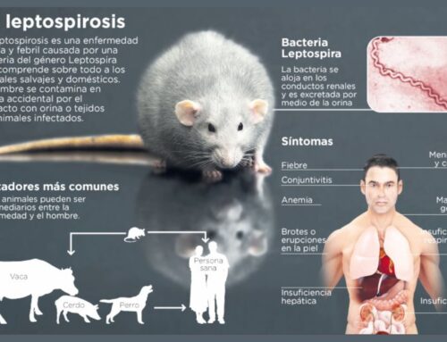 Leptospirosis